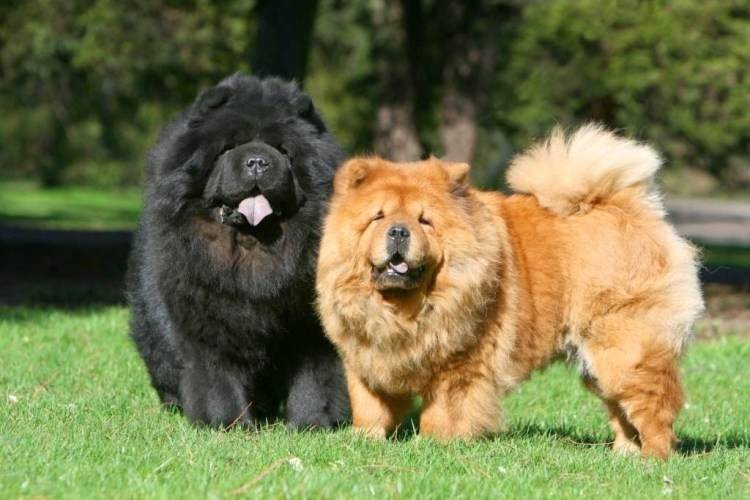 The most expensive dog breeds