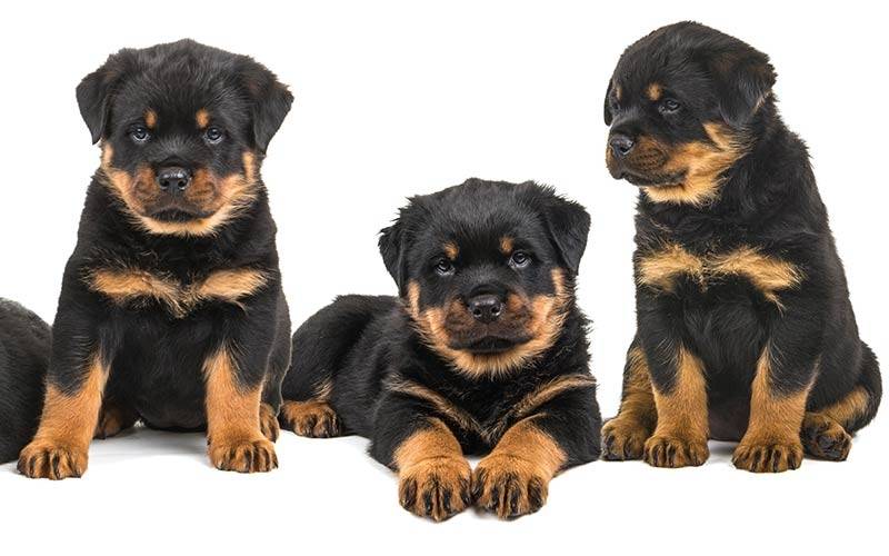Rottweiler