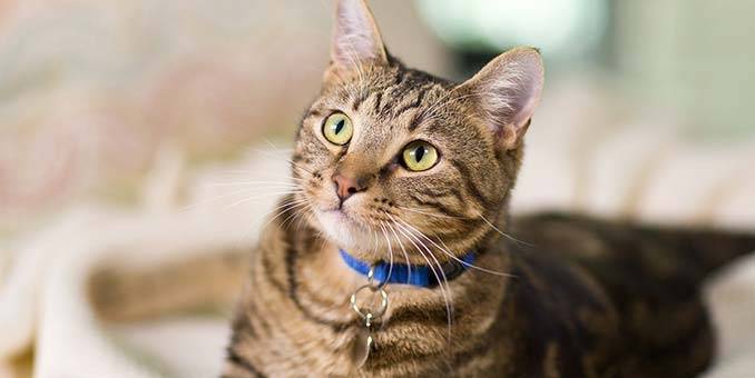 The Science of Cat Dietetics: Understanding Your Feline's Nutrient Needs