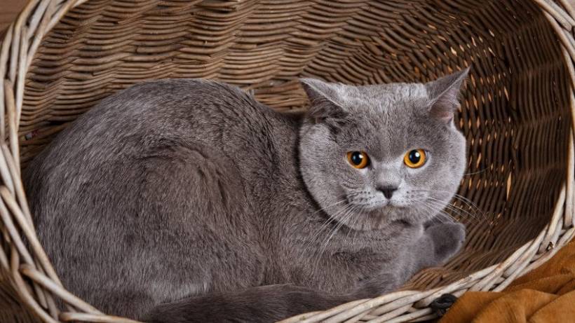 BRITISH CATS. Aristocrat at home