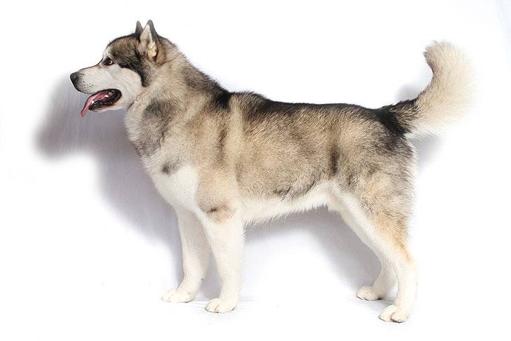 Husky: the breed standard