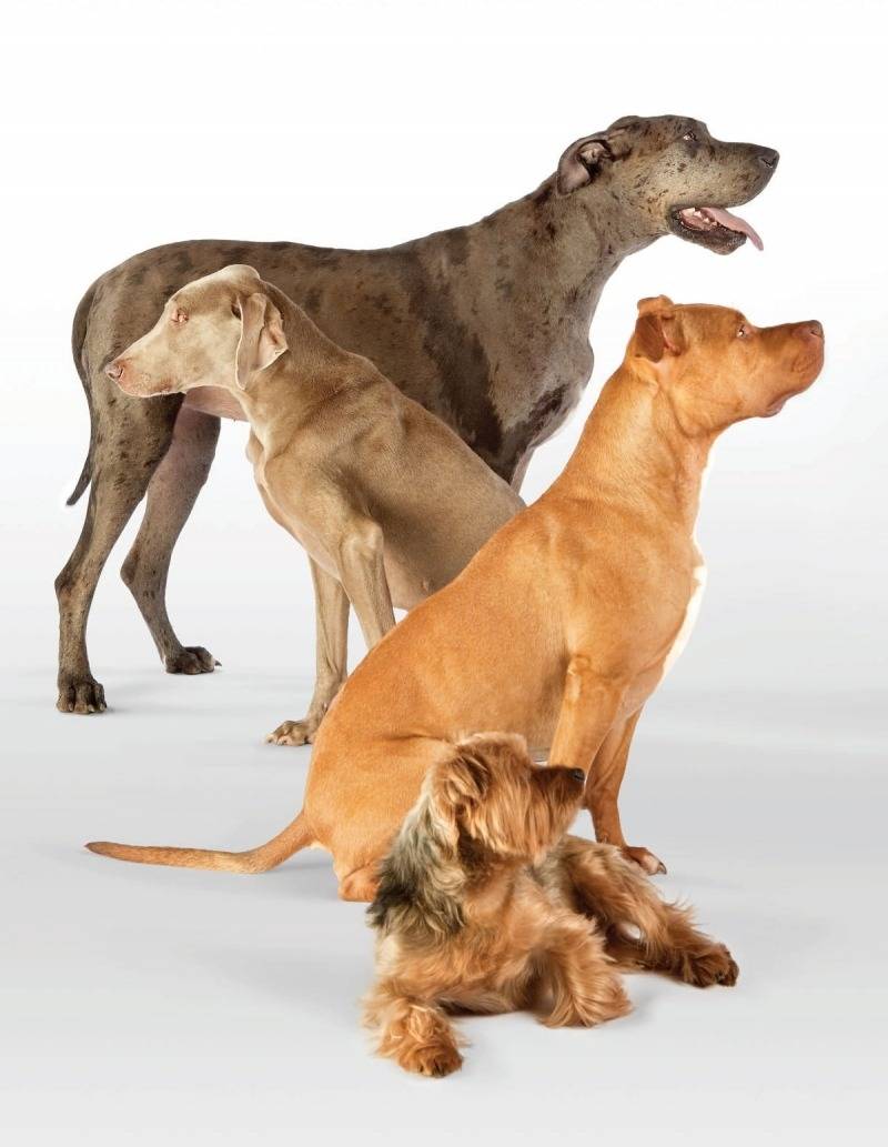 Characteristic features of dogs of certain breeds
