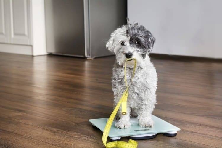 The need for food for the dog's life