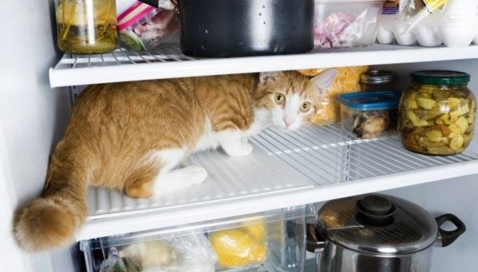 Cat's food: it’s a showtime