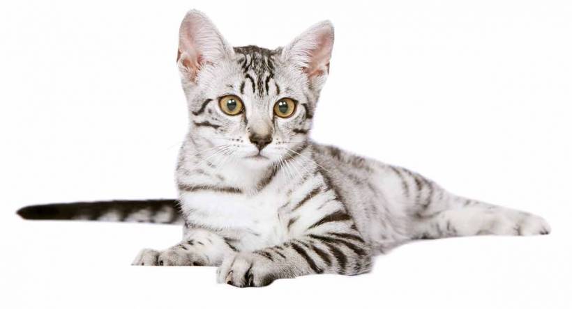 Cat breed - Egyptian Mau