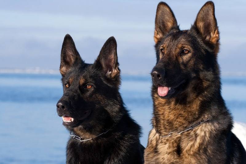 How to choose a German Shepherd