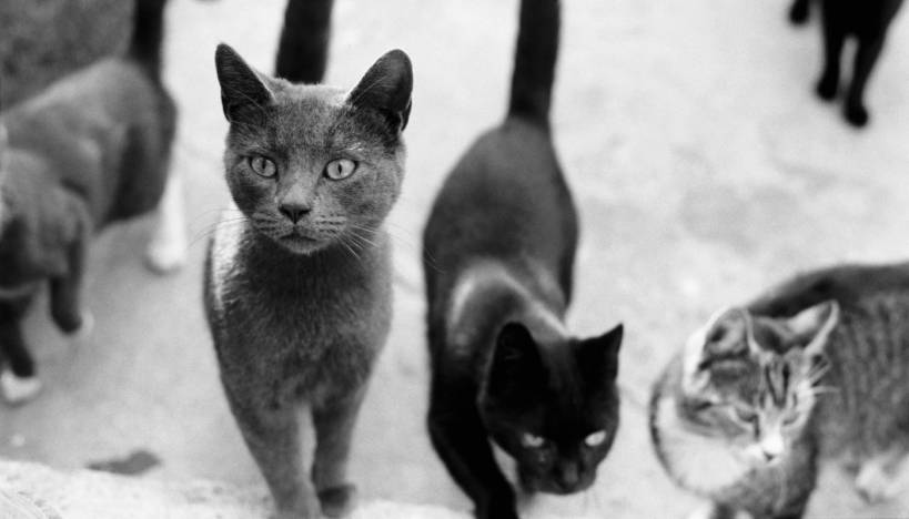 Cat's walk or freedom in pet’s actions?