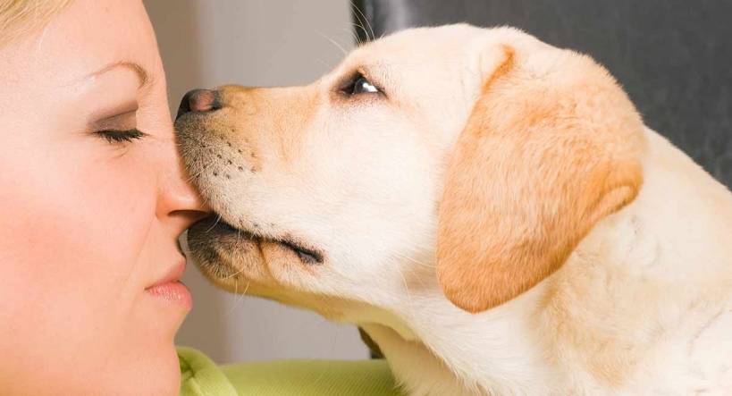 How to develop a powerful dog's bite?