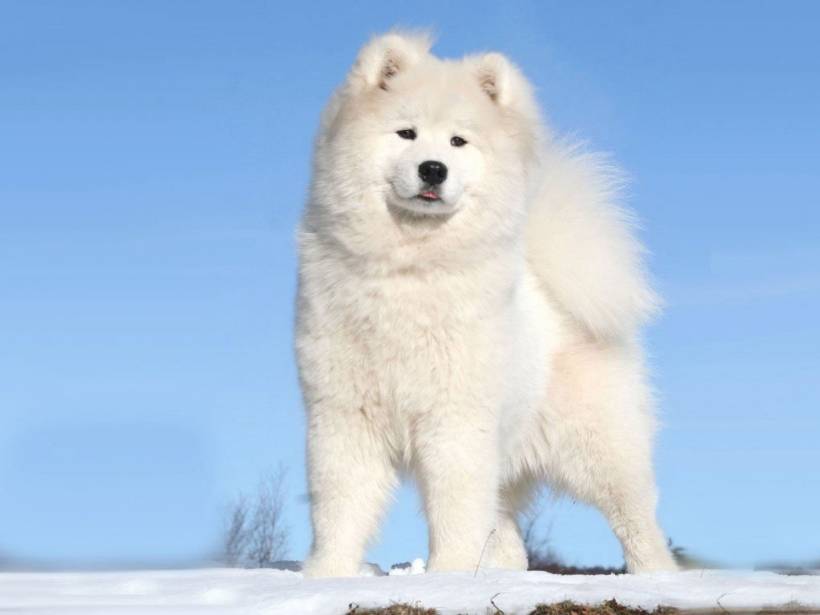 Samoyed is a cheerful pet snow bank