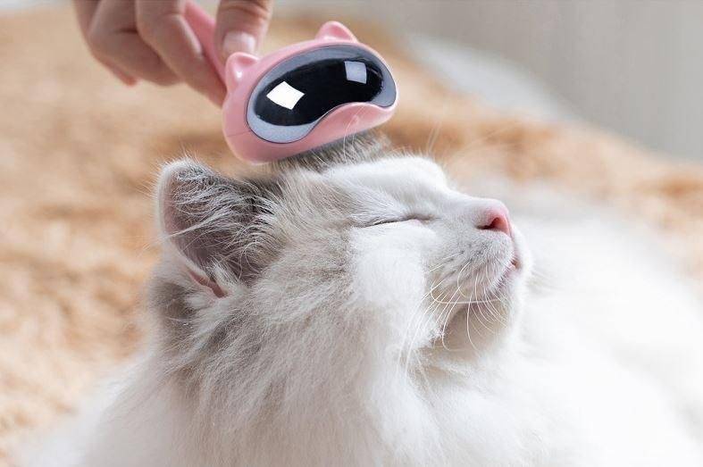 How to achieve healthy hair of your cat?