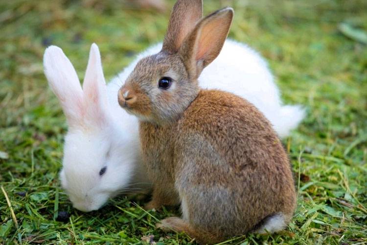 Why a bunny is the symbol of Easter?