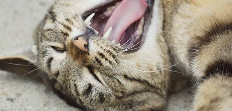 Care for cat’s teeth