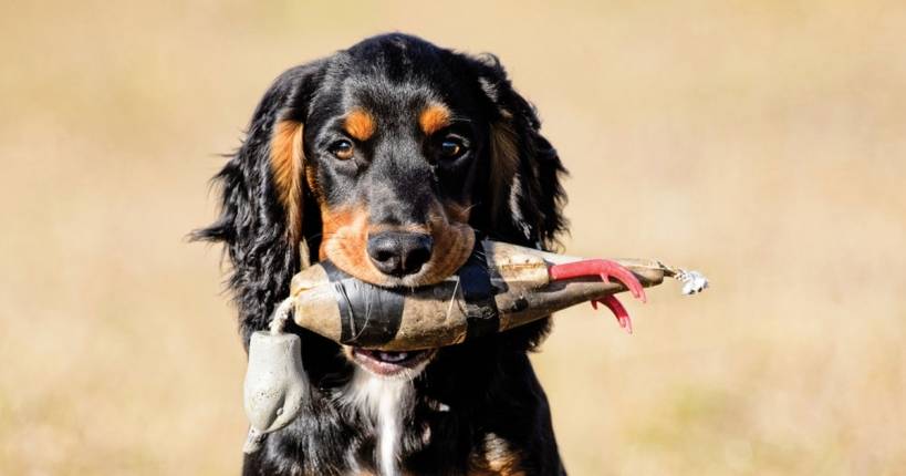How to train a sporting dog