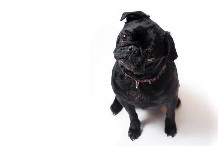 Black pug dog keep and care
