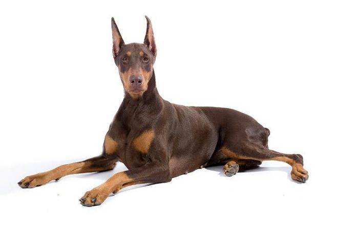 Top 10: The most dangerous dog breeds in the world