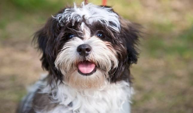 Description of the dog breed Shih Tzu
