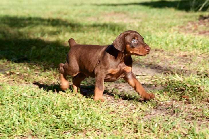 The Ultimate Guide to Owning a Doberman: Tips and Tricks