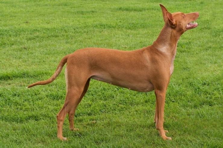 Pharaoh Hound is a piece of ancient Egypt