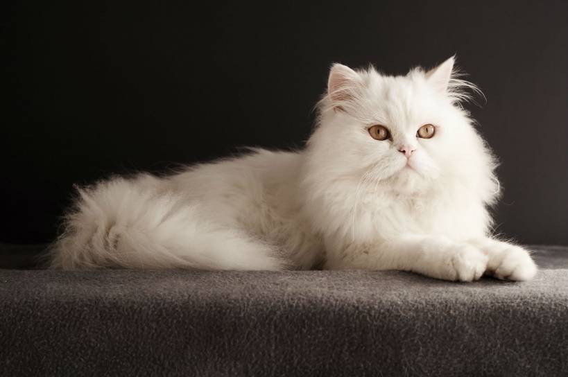 Persian cat is a favorite child of breeders