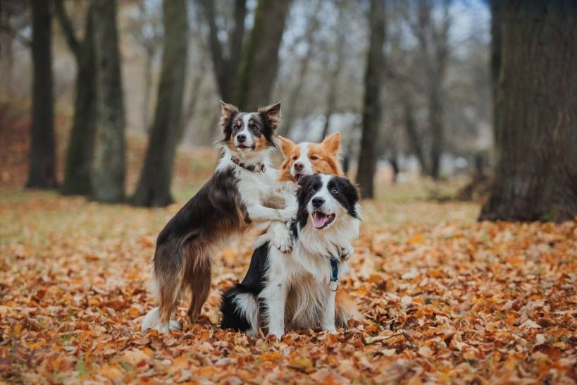Tips on Living Peacefully With Your New Dog