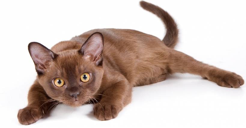 Burmese cat