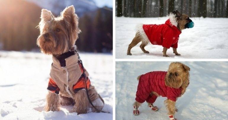 How to dress your four-legged friend in winter?