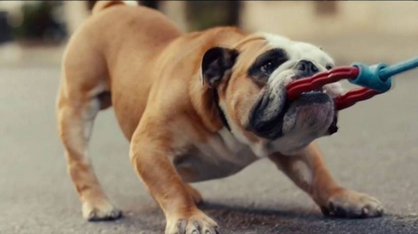 English bulldog at your home? You are lucky!