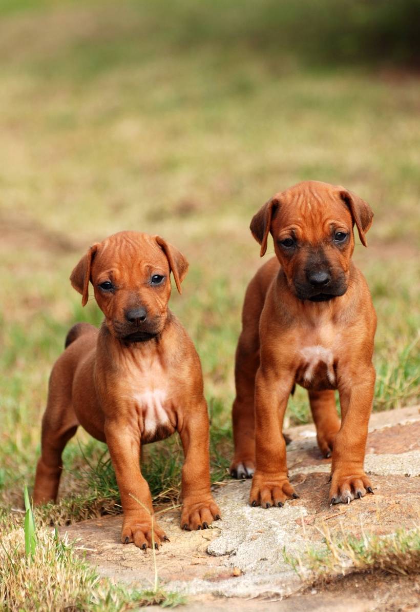 The Ultimate Guide to Dog First Aid: Everything You Need to Know