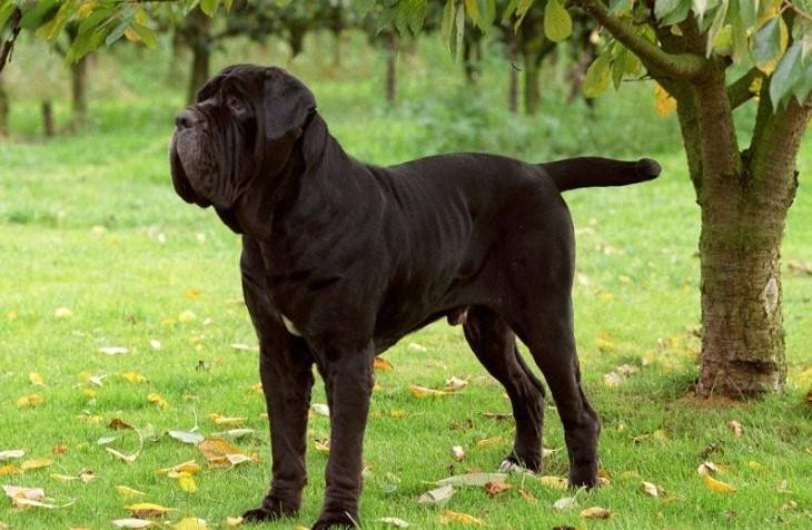 Mastiff - home giant guarding your family
