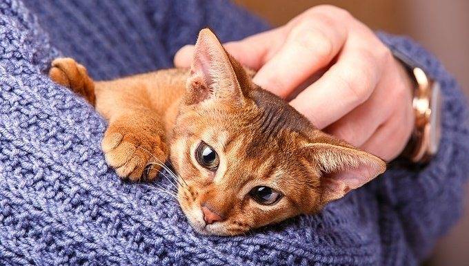 Cat Raising Tips for First-Timers
