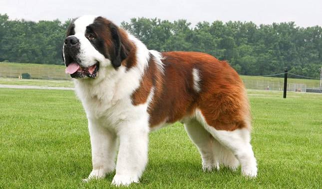 The Adorable Saint Bernard Dog: Everything You Need to Know