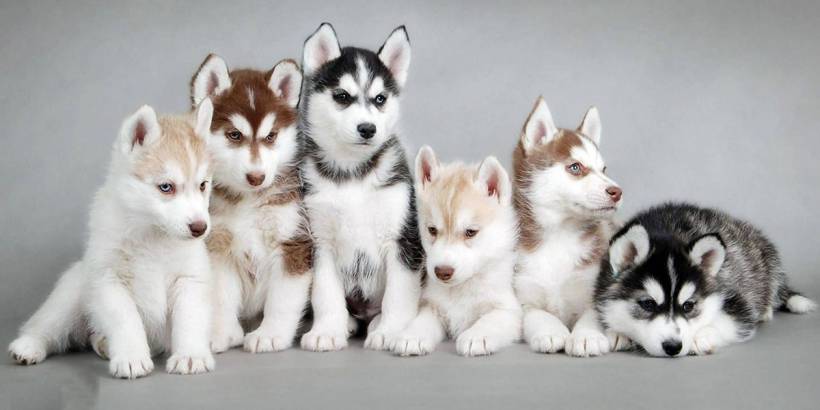 Everything about Siberian husky breed