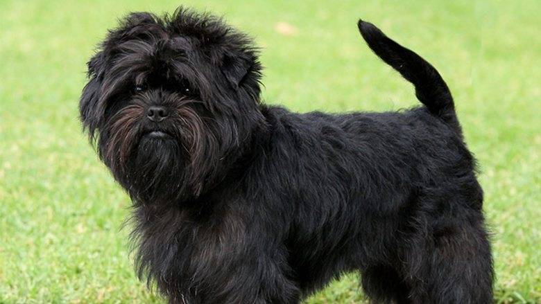 Dog Breeds: affenpincher