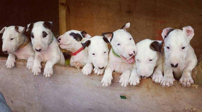 Bull Terrier