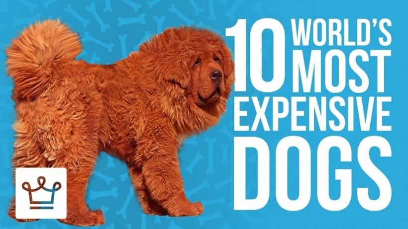 The 10 Most Expensive Dog Breeds in the World