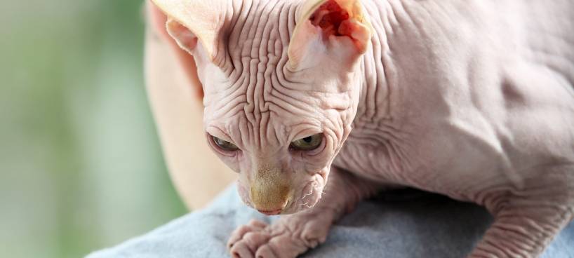 Canadian sphynx. Care peculiarities