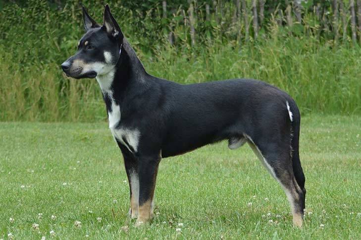 Rare breeds of dogs: Carolina Dog