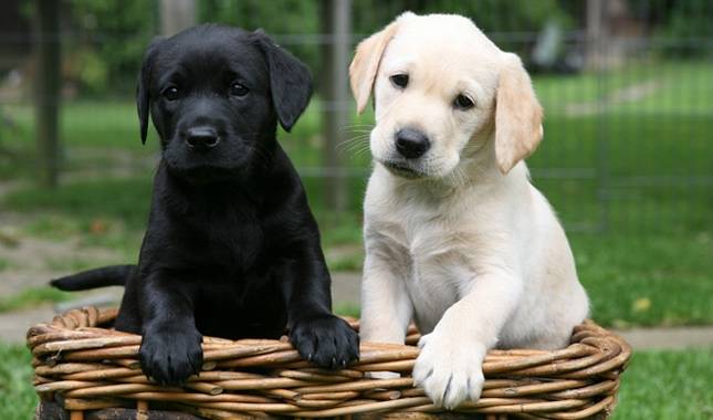 The Labrador Retriever