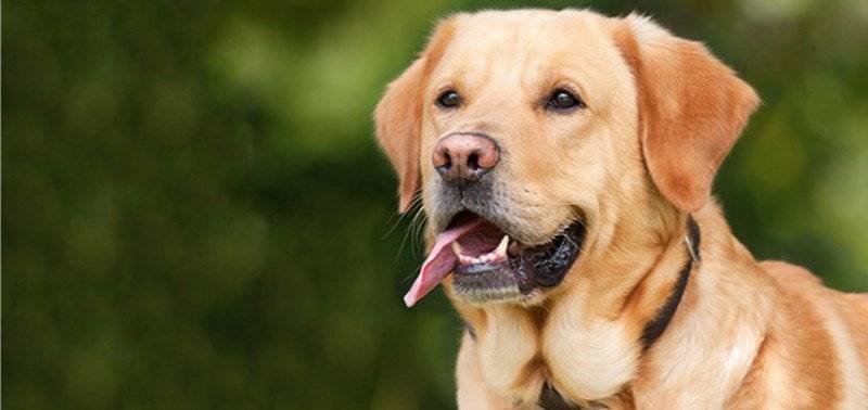 10 things we love about Labradors