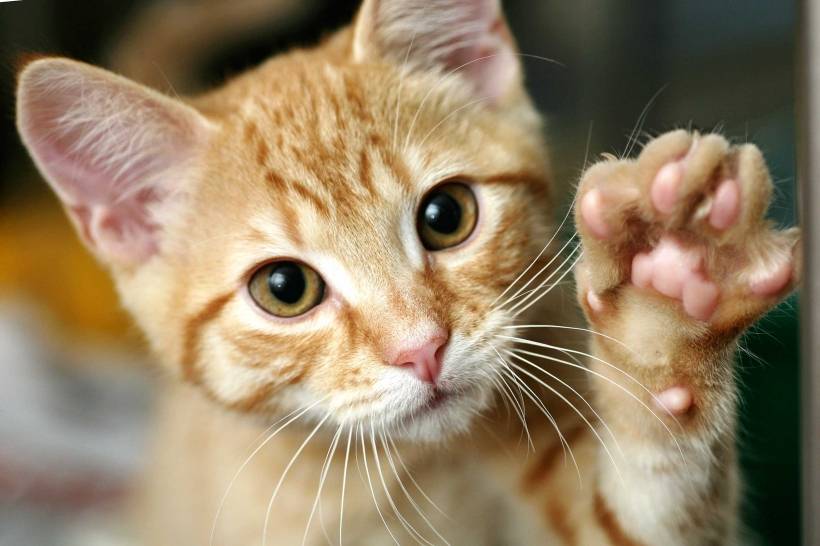 The Ultimate Guide to Cat's Hair Care: Everything You Need to Know