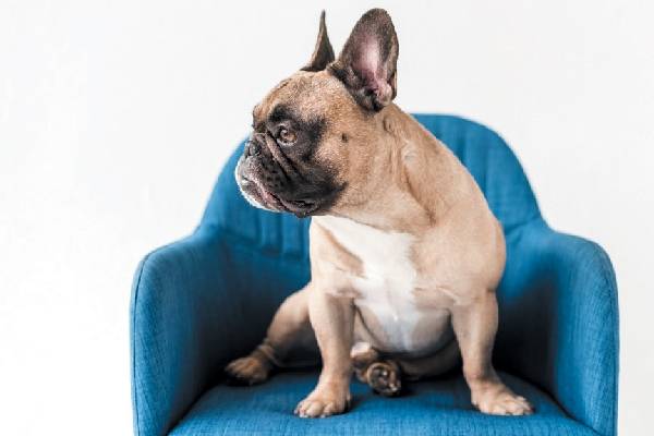 How to train a dog at home