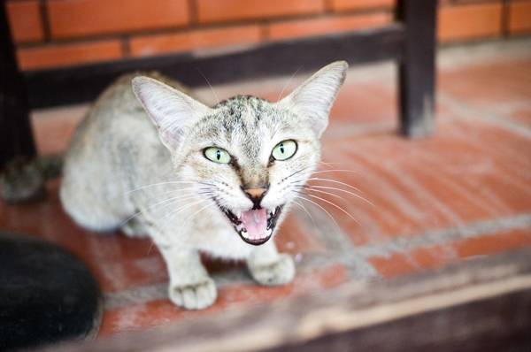 Do cats pant after each other?