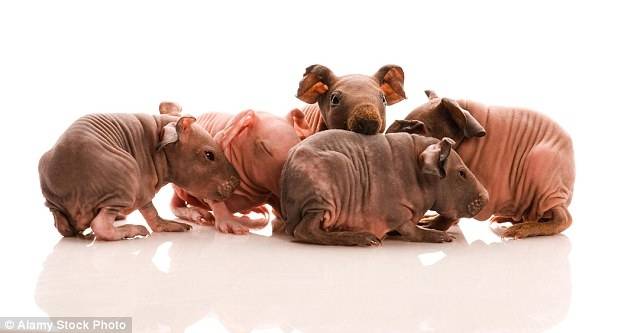 7 pros and 7 cons of buying bald sphynx rat