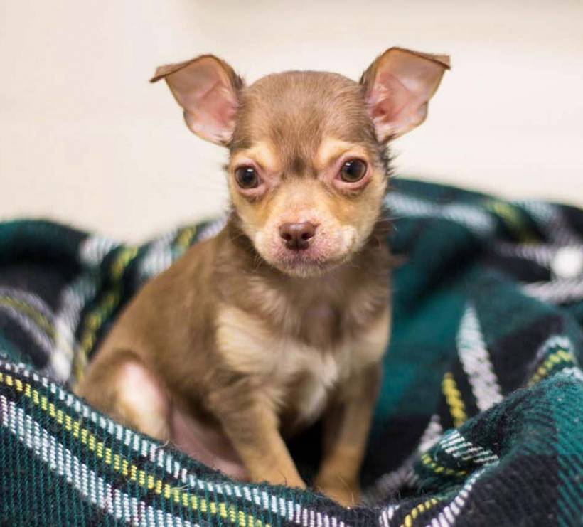 How to teach your dog to know its place?