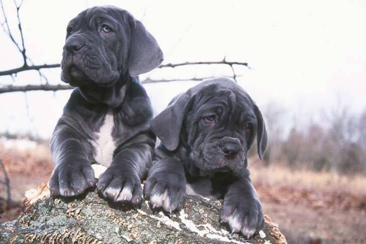 Neapolitan Mastiff: the history of breed