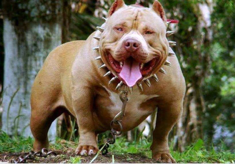 Top 5 Banned Dog Breeds