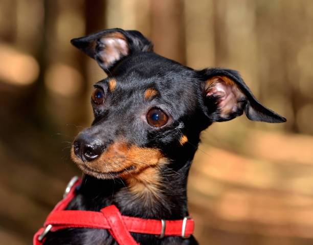 Ratter in sheep clothing