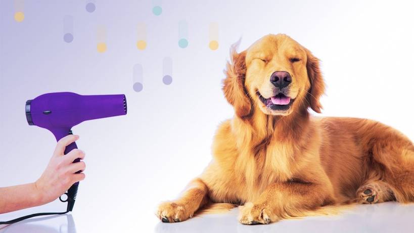 Proper dogs grooming