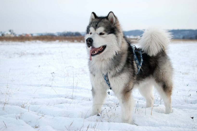 Northern wolf – Alaskan Malamute