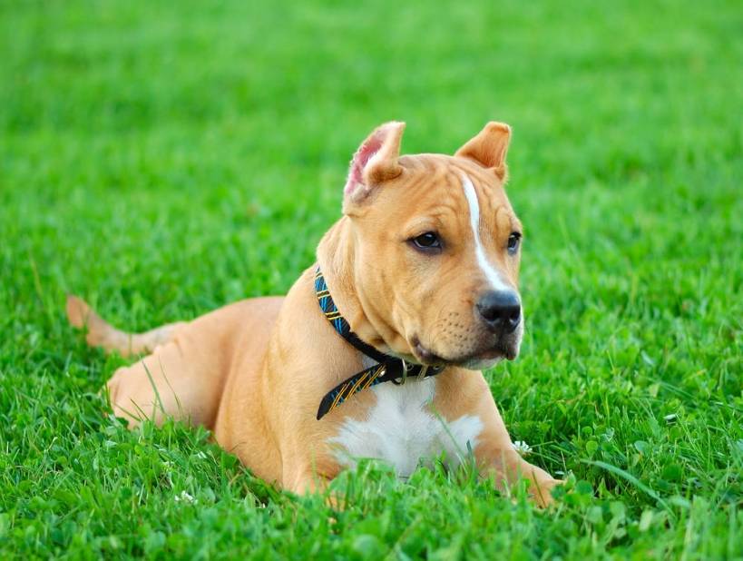 Australian bandog - powerful and strong dog